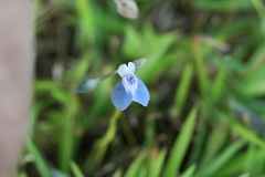 Utricularia lazulina